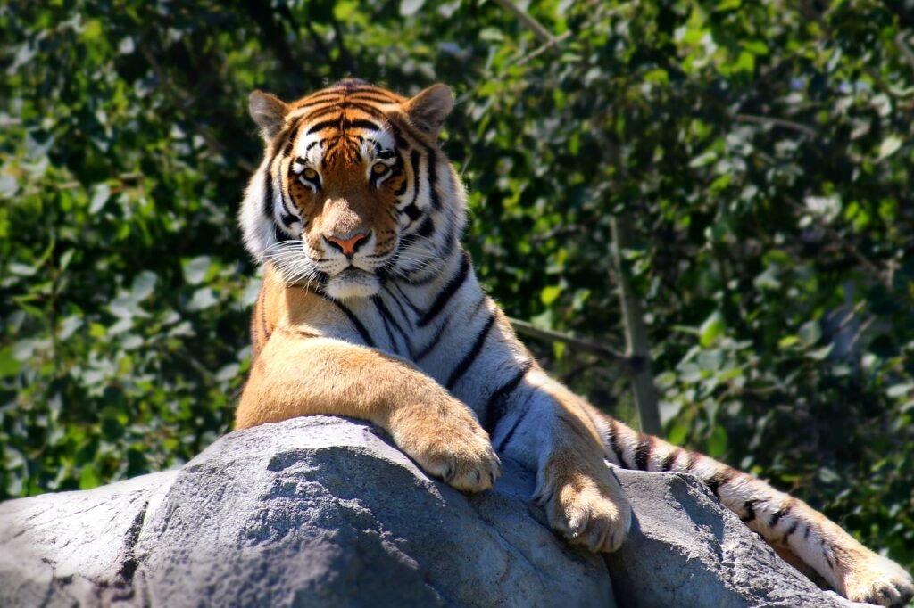 royal bengal tiger sundarban | royal bengal tiger tour