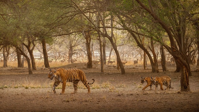 royal bengal tiger in sundarban tourist attraction