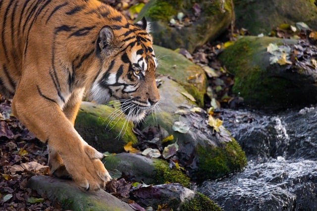 sundarban tiger | sundarban royal bengal tiger
