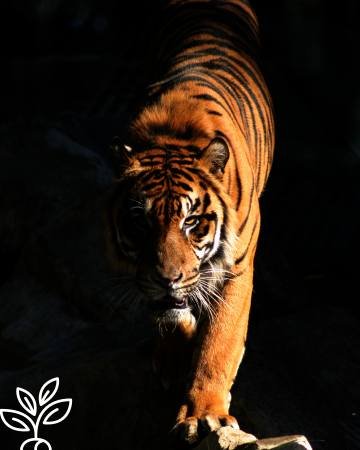 royal bengal tiger in sundarban tour package