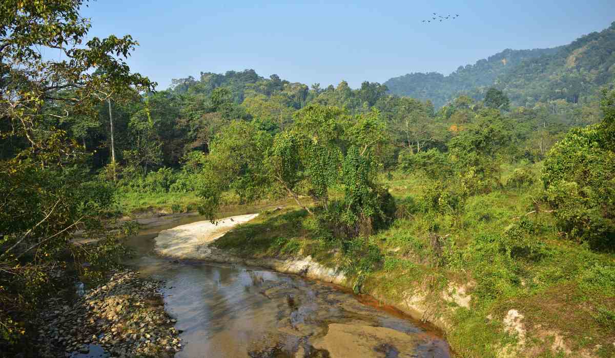 Dooars tour forest river
