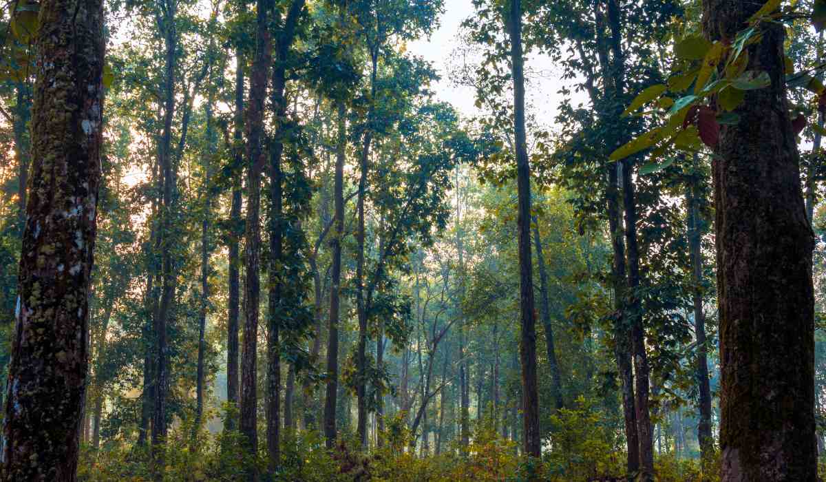 doors forest with our drishti travels