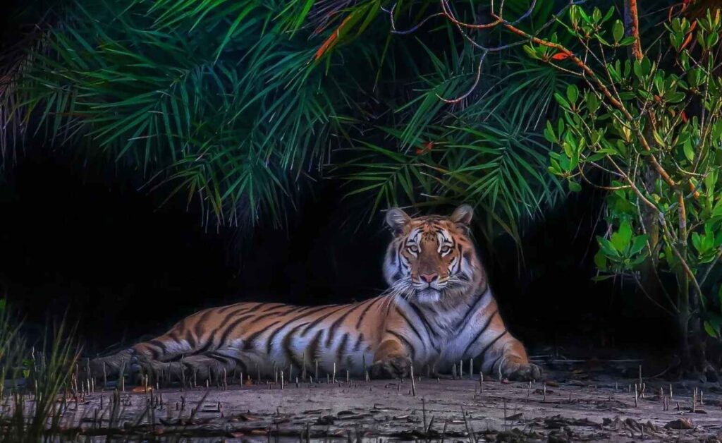 royal bengal tiger sitting in sundarban forest visit royal bengal tiger with drishti travels sundarban tour package