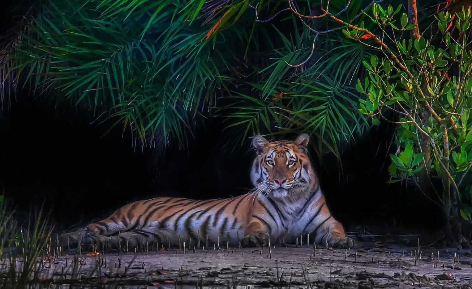 royal bengal tiger sitting in sundarban forest visit royal bengal tiger with drishti travels sundarban tour package