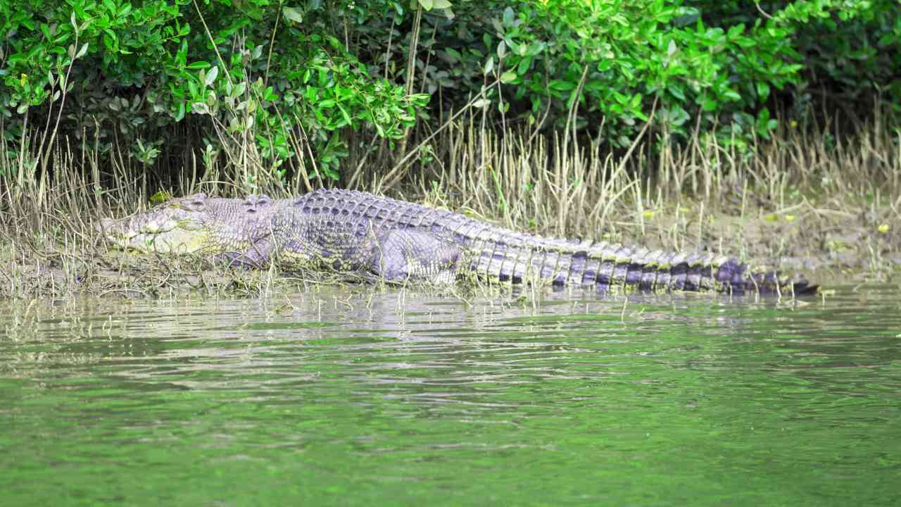 Crocodile resting on the riverside under sunlight in Sundarban forest