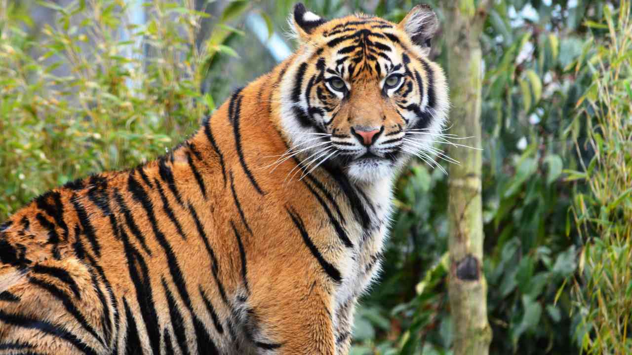 Royal Bengal Tiger with fierce eyes in Sundarban forest wildlife photography