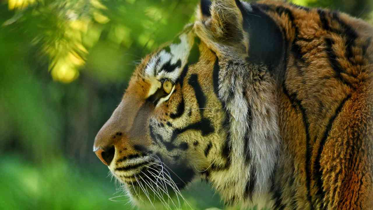 Fearsome tiger spotted in Sundarban forest by travelers