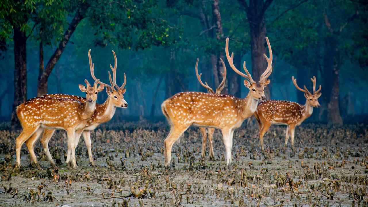 Group of Sundarban deers grazing and interacting in the dense forest