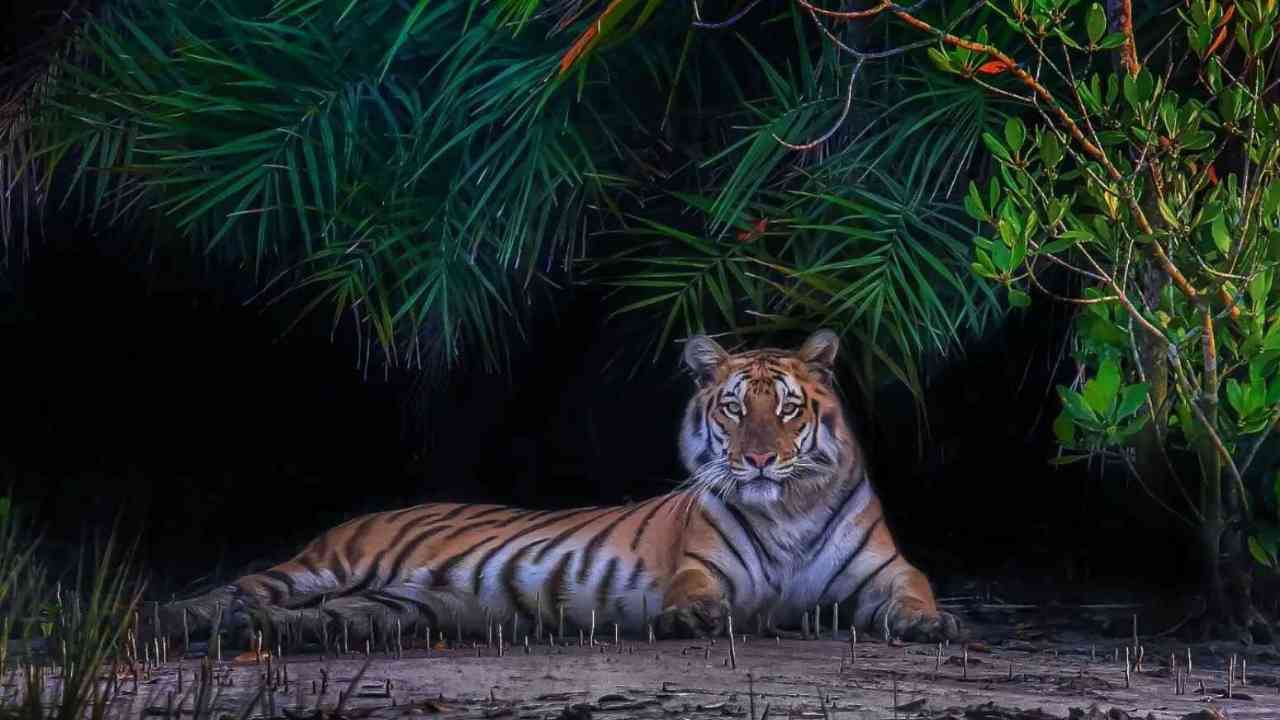 Royal Bengal Tiger resting in the dense Sundarban forest wildlife photography